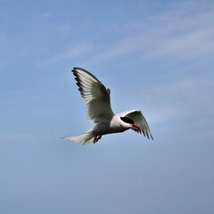 Fototapeta na wymiar An Arctic Tern in flight