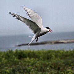 An Arctic Tern in flight