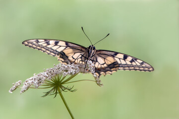 Wonderful butterfly Papilio machaon   on a summer day basking in the dry grass