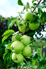 Hanging branch of the Apple tree is full of Apple fruits.