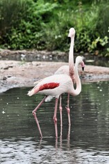 flamingo in the water
