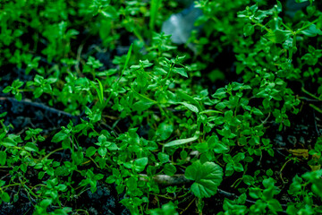 different types of green fresh young grass top view