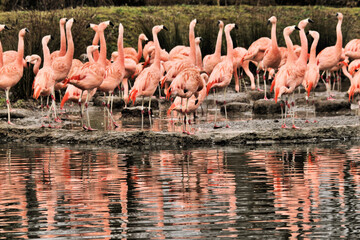 Obraz premium A view of a Flamingo