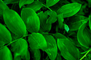 Green tropical plant close-up. Abstract natural floral background Selective focus