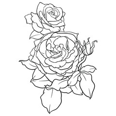 Hand drawn vector of rose flower isolated on white background for coloring page. Black and white  stock illustration of plant for coloring book.