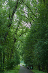 road in the forest
