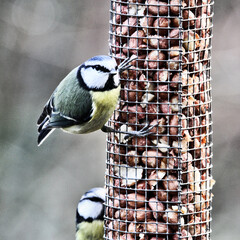 A view of a Blue Tit