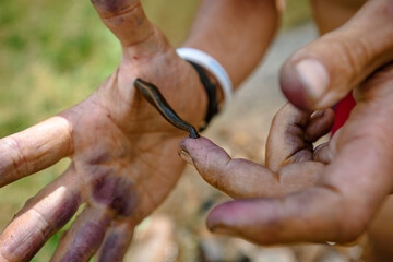 Closeup photo of leech sucking blood of male tourists hand in Carpathians