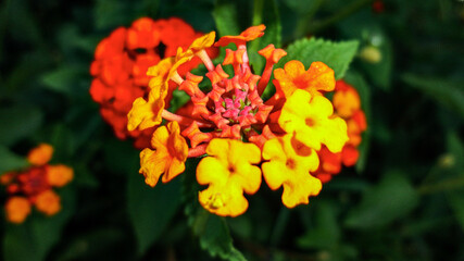 Orange bougainvillea flower isolated on natural green background