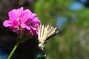 Butterfly on purple flower. Some relax after a hard day of flight. Green vegetation bokeh background.