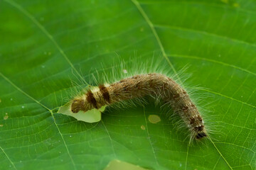 close up of a caterpillar