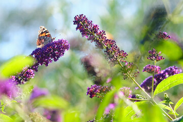 Butterly rests on purple flower. narrow focus image with colourful vegetation bokeh background