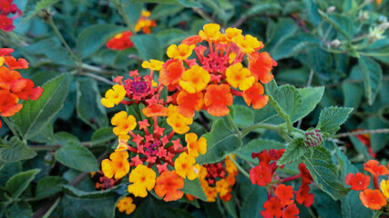 Orange bougainvillea flower isolated on natural green background