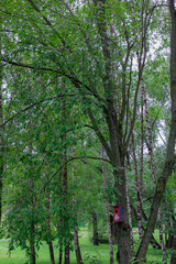 feeder in the forest