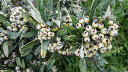 bougainvillea flower seeds ready fot the bloom at the botanical garden