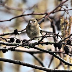 A view of a Chaffinch