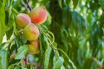 ripe peaches on tree