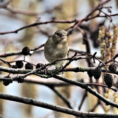 A view of a Chaffinch