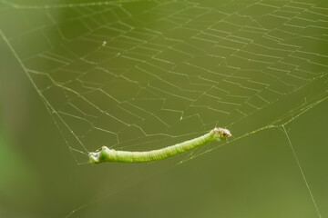 caterpillar on a spider web