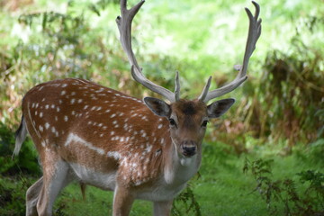 Naklejka na ściany i meble Beautiful young fallow stag deer at Dunham Massey