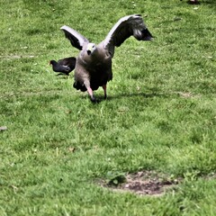 A view of a Cape Barren Goose