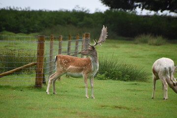 Beautiful  young fallow stag deer at Dunham Massey