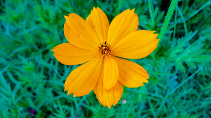 Orange bougainvillea flower isolated on natural green background
