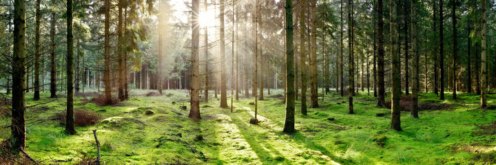 Coniferous forest with the ground covered with moss in the light of the morning sun - obrazy, fototapety, plakaty
