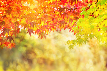 Abstract autumn background - Colorful leaves against the background of a focused park at sunset red green leaves concept of completion of summer and meeting of autumn