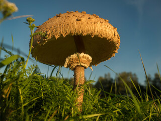 Kania © KrzysztofAleksander