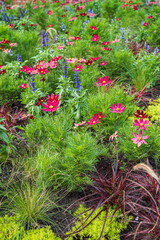 nice flowers in the garden