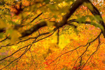 Autumn leaves background