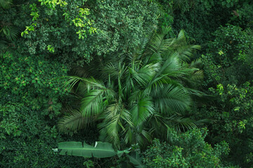 tropical forest canopy background, nature scene tree in the wild with the earth day concept