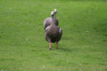 A view of a Cape Barren Goose