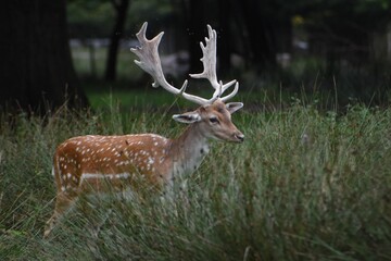 Beautiful  young fallow stag deer at Dunham Massey