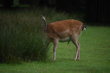 Beautiful  young fallow stag deer at Dunham Massey