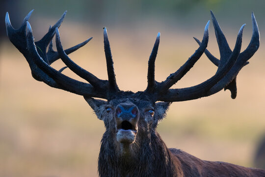 Close up of a Red deer looking at camera