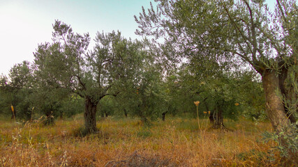 Olive tree with old textured  trunk. Old olive trees with intertwined. Traditional plantation of olive trees in Turkey