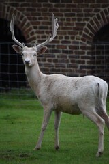 Unique white fallow deer at Dunham Massey