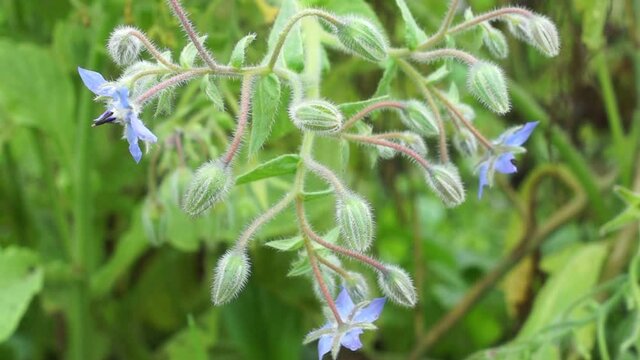Blooming borage in the garden. Farming harvest season