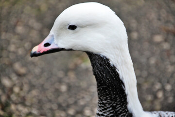 A close up of a Goose
