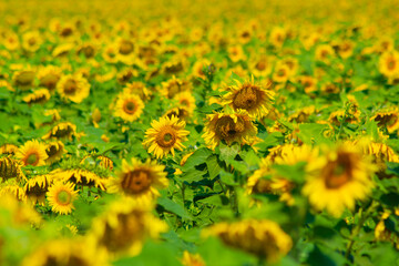 Sunflowers field on a summer day, blurred background, texture for design