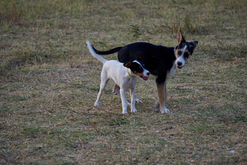 Two beautiful black and white dogs looking at each other ready to play in a dog park