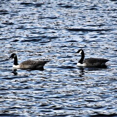 A view of a Canada Goose