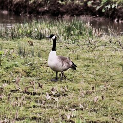A view of a Canada Goose