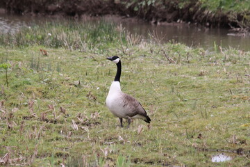 A view of a Canada Goose