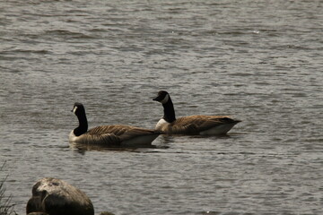 A view of a Canada Goose