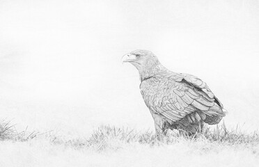 White tailed eagle (Haliaeetus albicilla) - sketch