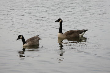 A view of a Canada Goose