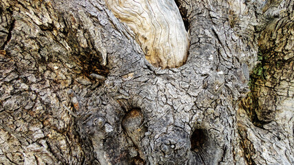 Olive tree with old textured  trunk. Old olive trees with intertwined. Traditional plantation of olive trees in Turkey
